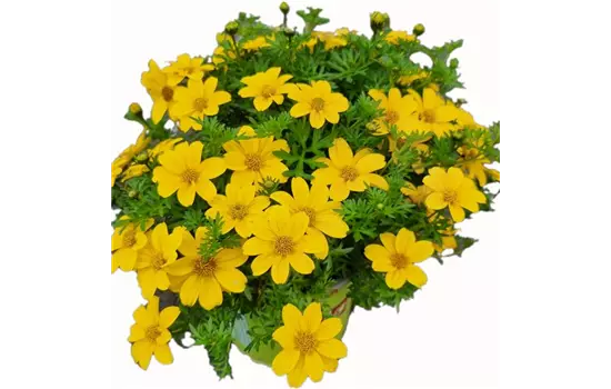 Bidens ferulifolia 'Sixbi Sun'