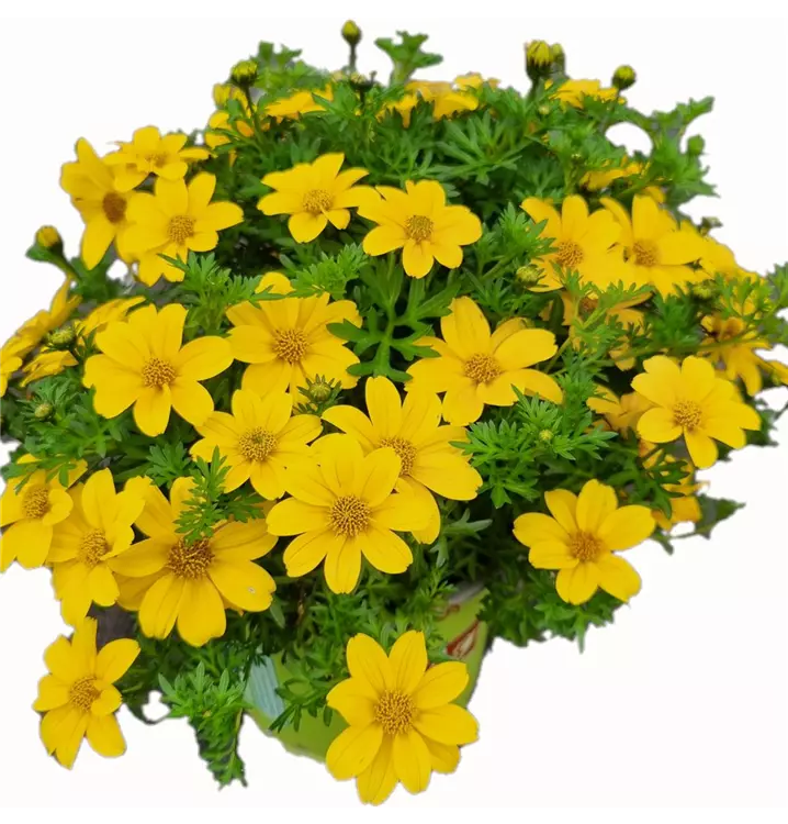 Goldmarie 'Sixbi Sun'