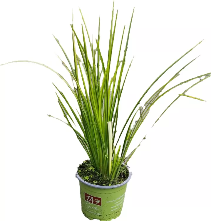 Kolbenblütiger Kalmus