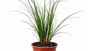 1A Garten Ammer
