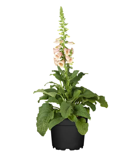 Digitalis purpurea 'Apricot'