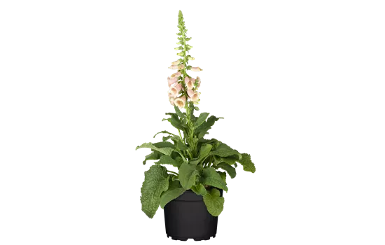 Digitalis purpurea 'Apricot'