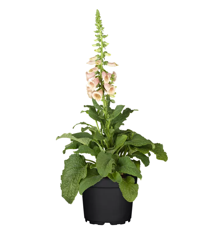 Garten-Fingerhut 'Apricot'