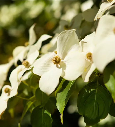 Cornus kousa chinensis