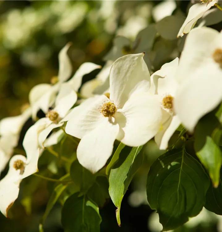 Chinesischer Blumen-Hartriegel