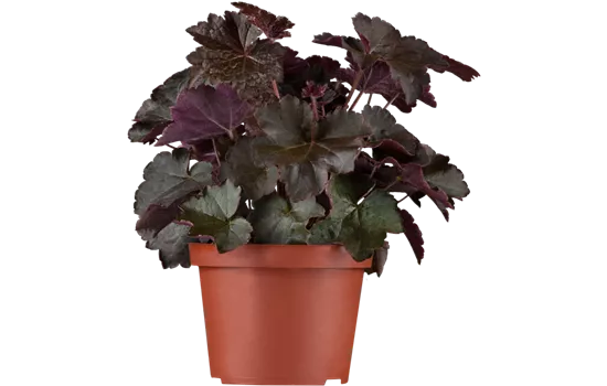 Heuchera micrantha 'Palace Purple'