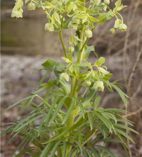 Helleborus foetidus