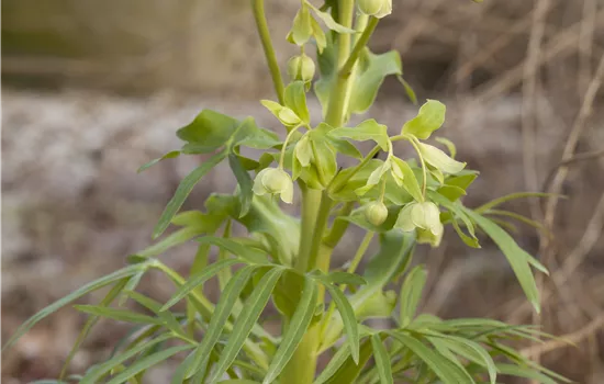 Helleborus foetidus