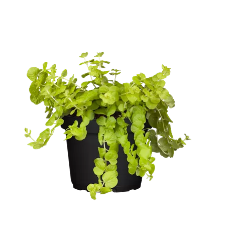 Lysimachia nummularia
