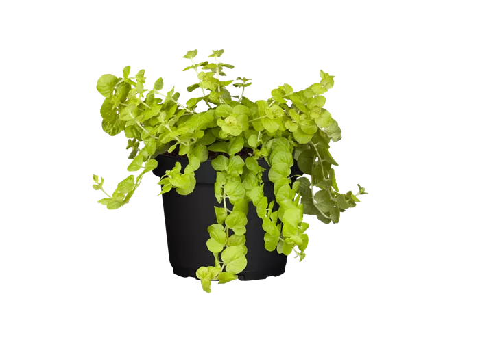 Lysimachia nummularia
