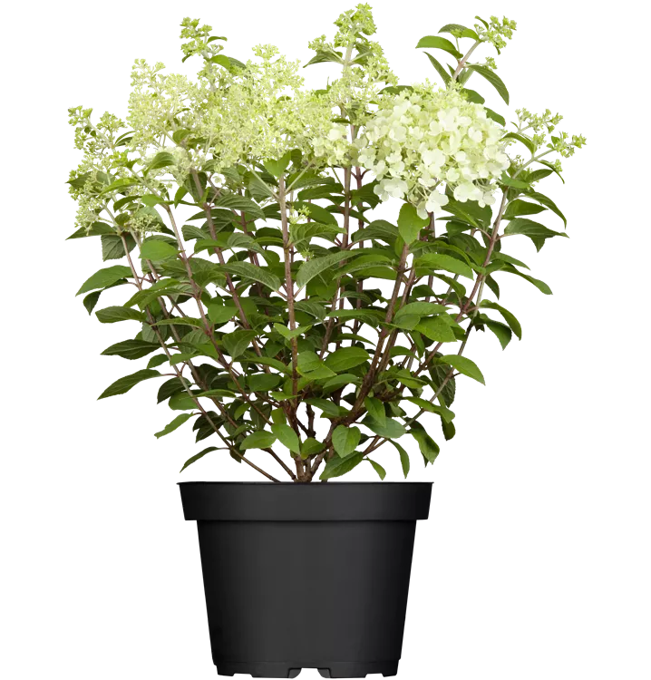 Rispenhortensie 'Bobo'®