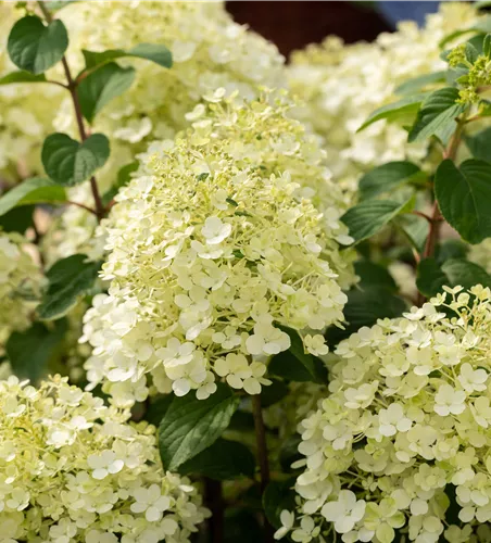 Hydrangea paniculata 'Bobo'®