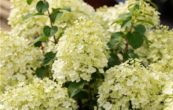 Hydrangea paniculata 'Bobo'®