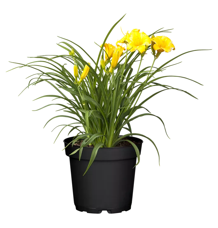 Garten-Taglilie 'Stella de Oro'