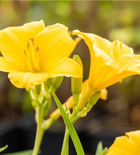 Hemerocallis 'Stella de Oro'