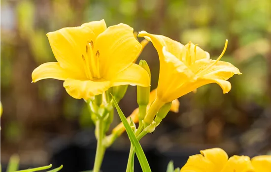 Hemerocallis 'Stella de Oro'