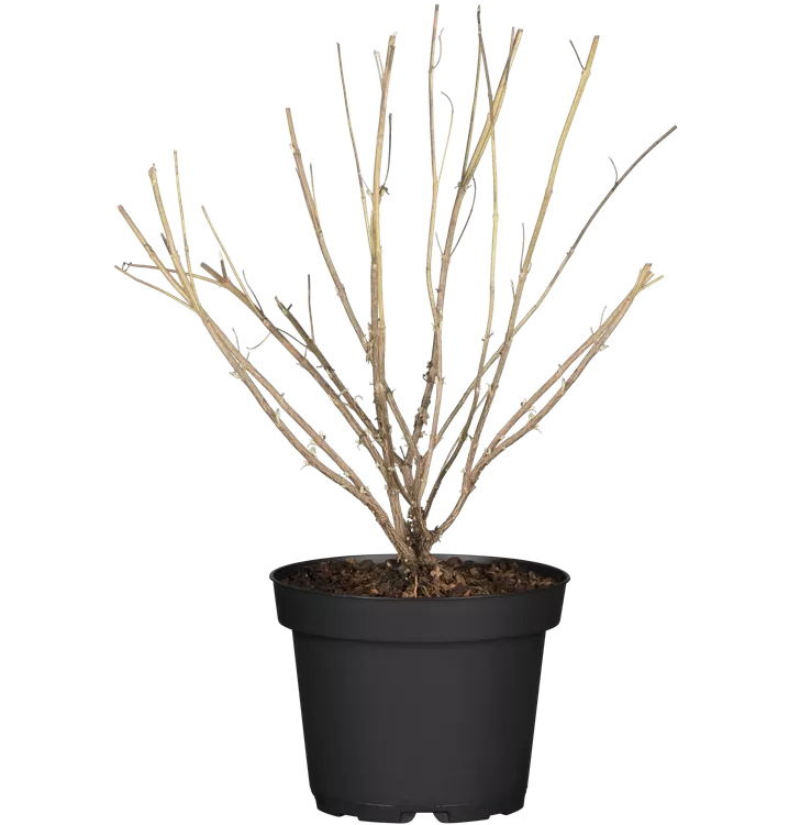 Bartblume 'Heavenly Blue'