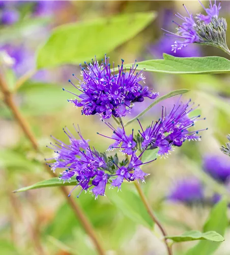 Caryopteris clandonensis 'Heavenly Blue'