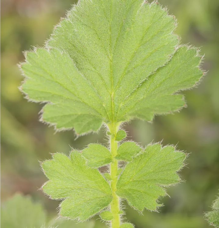 Chilenische Nelkenwurz 'Goldball'