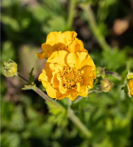 Geum chiloense 'Goldball'