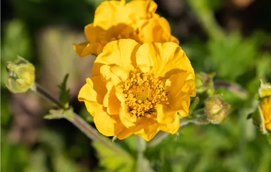 Geum chiloense 'Goldball'