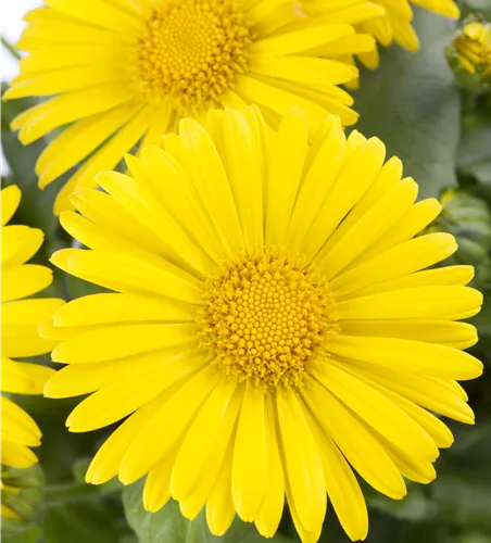 Doronicum orientale 'Little Leo'