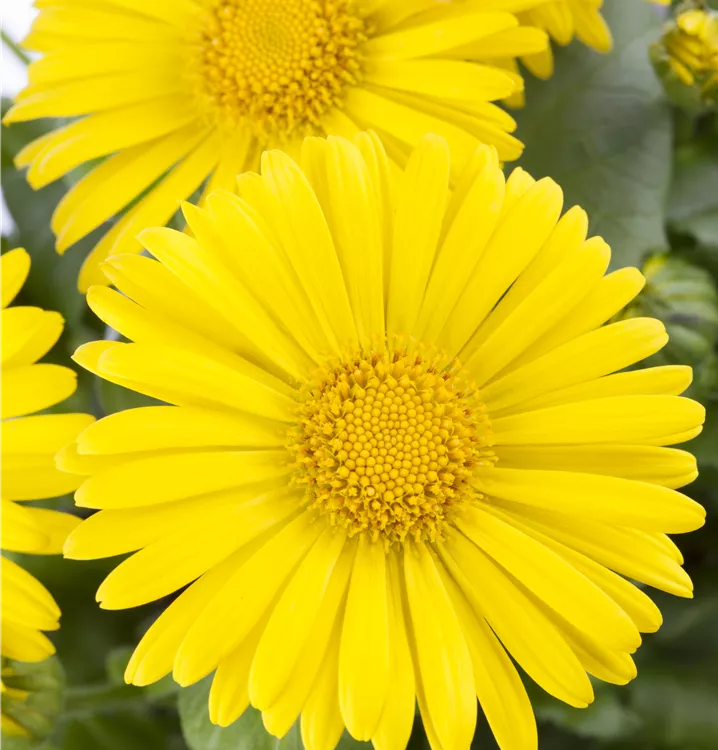 Garten-Gämswurz 'Little Leo'