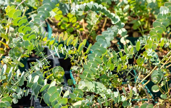 Eucalyptus gunnii 'Baby Blue'