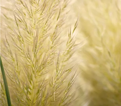 Cortaderia selloana 'Evita'®