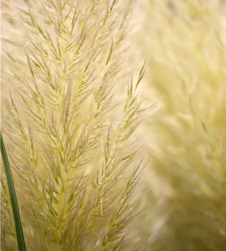 Cortaderia selloana 'Evita'®
