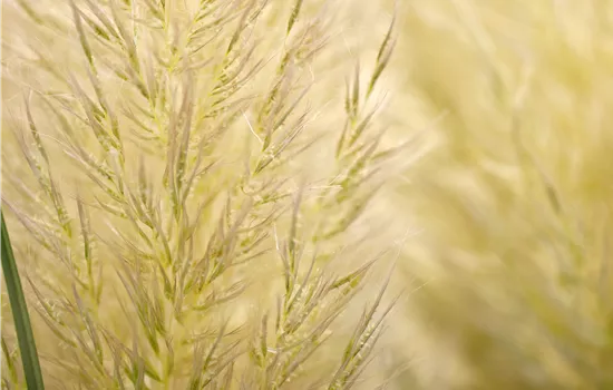 Cortaderia selloana 'Evita'®