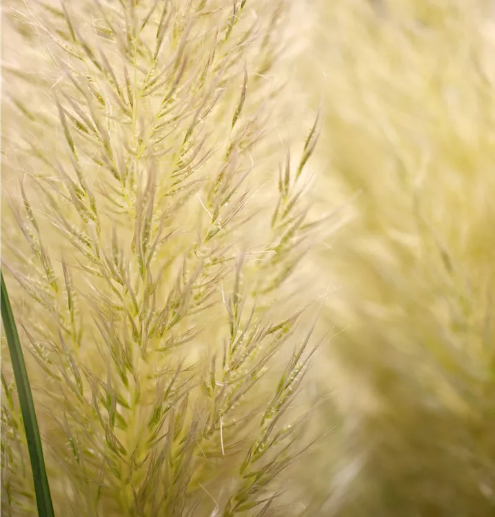 Garten-Pampasgras 'Evita'®