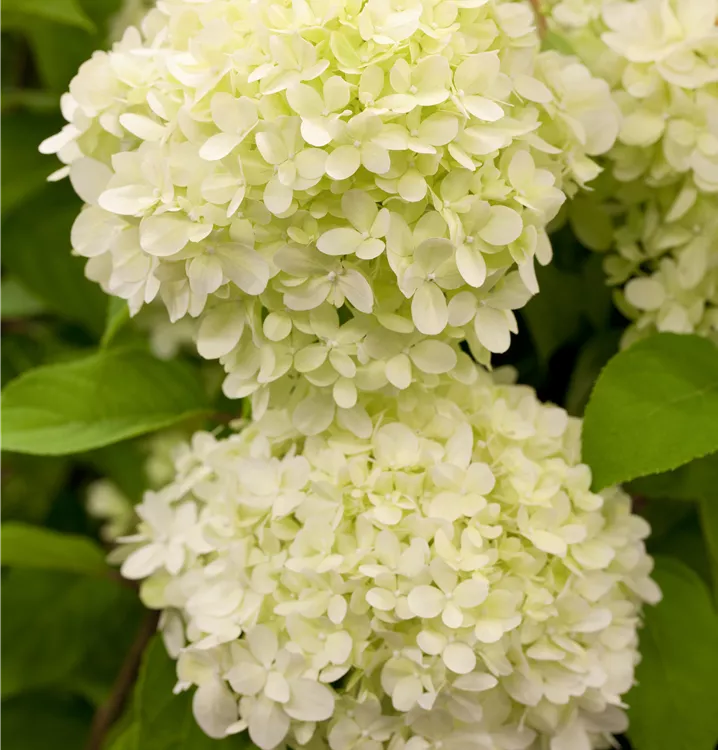 Rispenhortensie 'Limelight'(s)