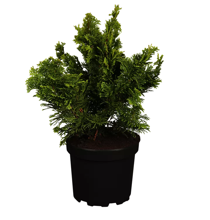 Kleine Muschelzypresse 'Nana Gracilis'