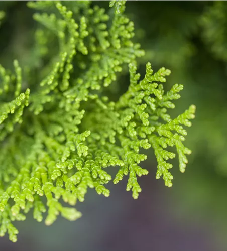 Chamaecyparis obtusa 'Nana Gracilis'