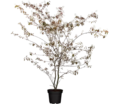 Amelanchier lamarckii