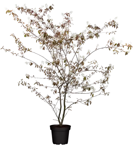 Amelanchier lamarckii