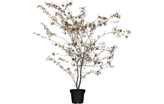 Amelanchier lamarckii