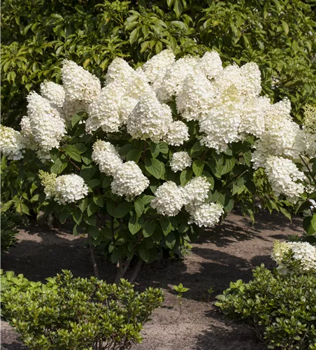 Hydrangea paniculata 'Silver Dollar'