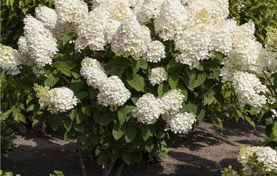 Hydrangea paniculata 'Silver Dollar'