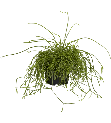 Rhipsalis baccifera 'Oasis'