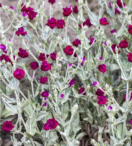 Lychnis coronaria