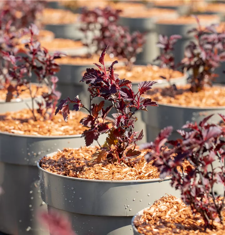 Fasanenspiere 'All Black'®