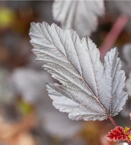 Physocarpus opulifolius 'All Black'®