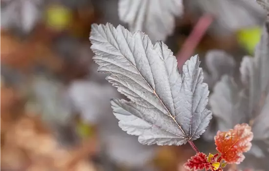 Physocarpus opulifolius 'All Black'®