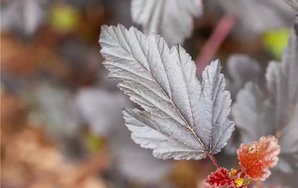 Physocarpus opulifolius 'All Black'®