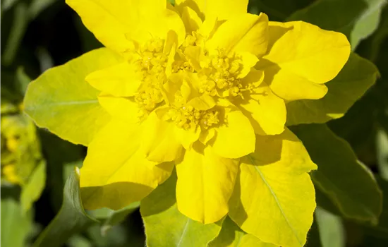 Euphorbia polychroma