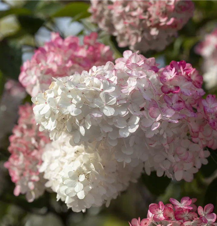 Rispenhortensie 'Sundae Fraise'®