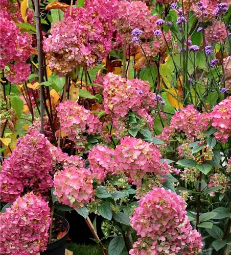 Hydrangea paniculata 'Sundae Fraise'®