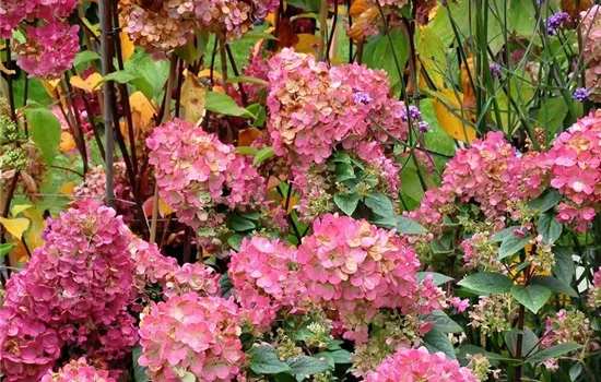 Hydrangea paniculata 'Sundae Fraise'®
